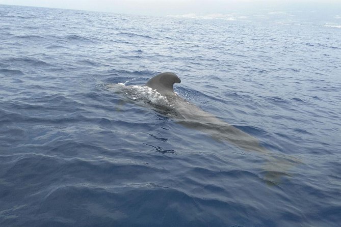 Fishing trip, Tenerife Sea Passion - Weather reality: postponements and port/timing changes happen
