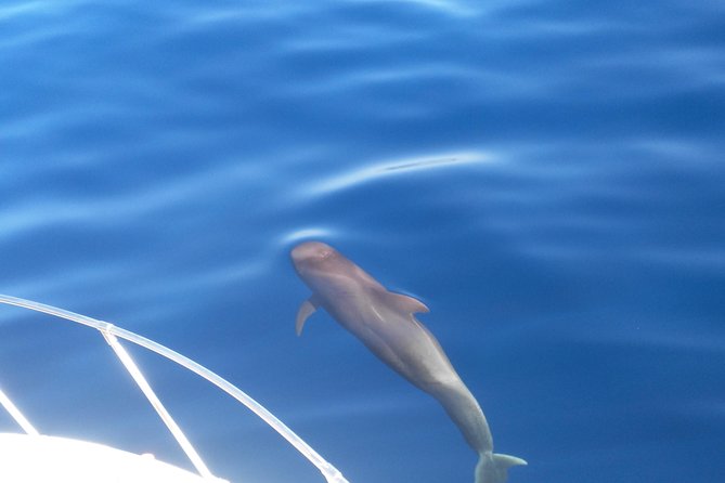 Fishing trip, Tenerife Sea Passion - The half-day timing: 10:00 am start, about 4 hours on the water