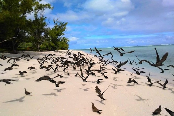 Fishing Trips. Popping, jigging, big game, live bait - Why a private Rodrigues fishing day beats the usual shore fishing