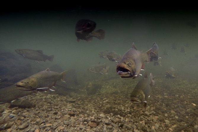 Fly Fishing Guided Experiences - The Meeting Spot at 11 Riverside Dr and the Drive to the Water