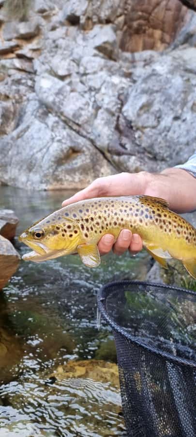 Fly Fishing in Cape Town - Who This Cape Town Fly Fishing Trip Fits Best