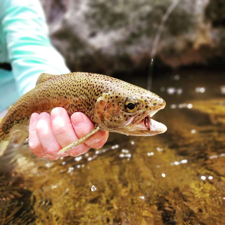 Fly Fishing in Cape Town - Meeting in Cape Town and the Short Safety Brief