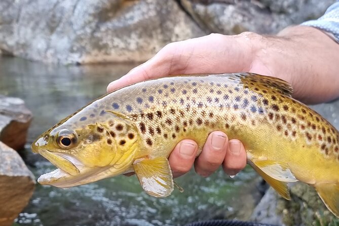 Fly Fishing in Cape Town for Five Hours - Two Kinds of Fly Fishing: Trout Rivers vs Estuary Leer/Garrick