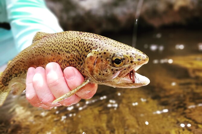 Fly Fishing in Cape Town for Five Hours - What to Bring (So You Don’t Feel Caught Off Guard)