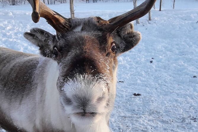 From Ivalo: Ice Fishing Safari to Lake Inari, reindeers & lunch - Lunch by an Open Fire: Comfort Food After Cold Hours