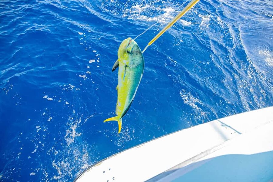 From Punta Cana: Deep Sea Fishing Tour by Boat with Drinks - Punta Cana deep-sea fishing that’s built for getting lines in the water