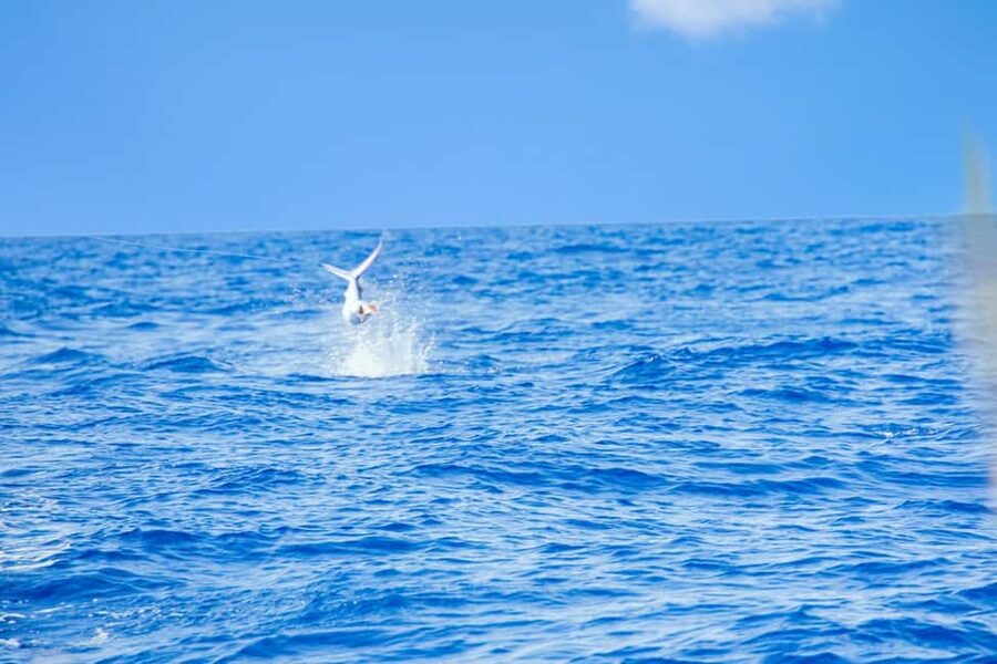 From Punta Cana: Deep Sea Fishing Tour by Boat with Drinks - Who this tour suits best (and who should skip)