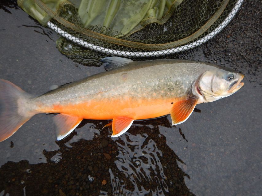From Reykjavik: Lake and River Fishing Tour - The Drive Back to Reykjavik: Wrap-Up With Fresh Stories