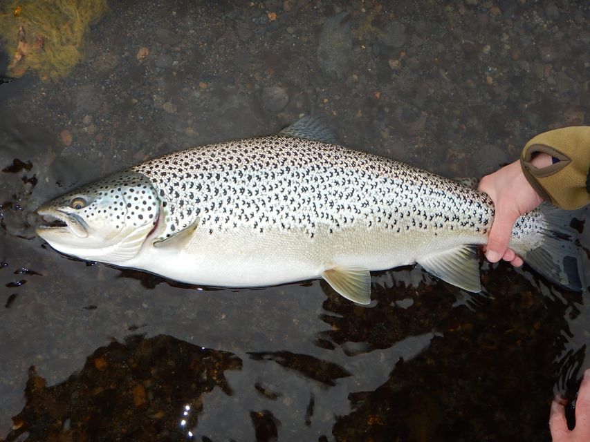 From Reykjavik: Lake and River Fishing Tour - Who This Tour Fits Best