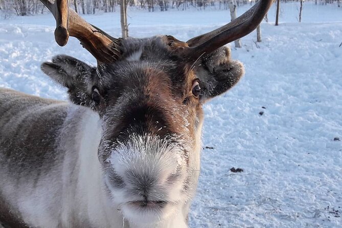 From Saariselkä: Ice Fishing Tour to Lake Inari, reindeers &lunch - Who This Lake Inari Ice Fishing Tour Fits Best