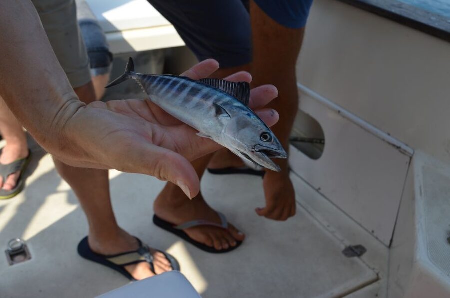 From Sorrento: Fishing in Capri with Lunch - Capri free time: use it for walking and viewpoints