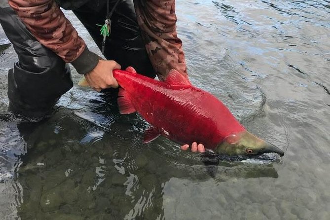 Full day fishing trips - The canyon stretch: where salmon timing matters most