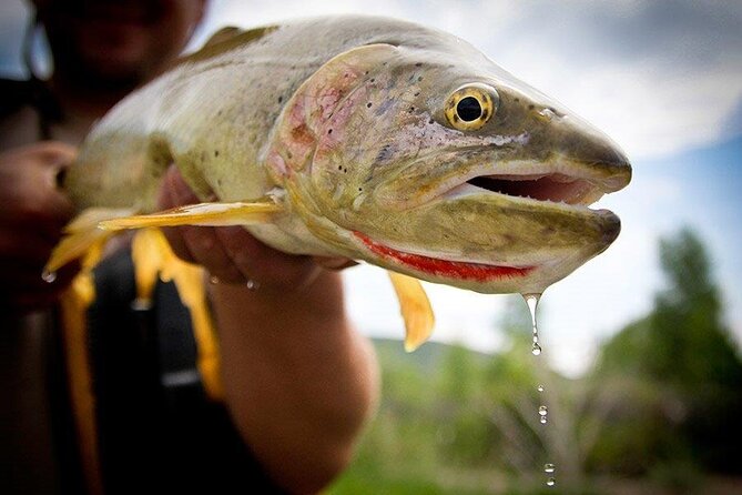 Full Day Montana Fly Fishing Adventure - Key Points to Know Before You Go