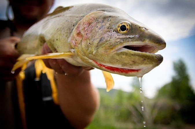 Full Day Private Fly Fishing in Yellowstone - What All-Inclusive Really Means: Gear, Lunch, and Leaders