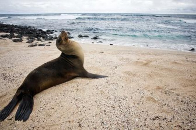 Full Day Tour Pinzon Island + La Fe/Las Palmas - Snorkeling & Fishing - Quick hits before you book
