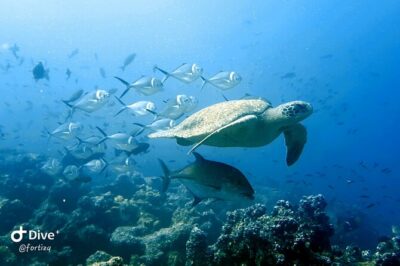 Full Day Tour Pinzon Island + La Fe/Las Palmas - Snorkeling & Fishing - Cold-water reality: wet suits are not optional here