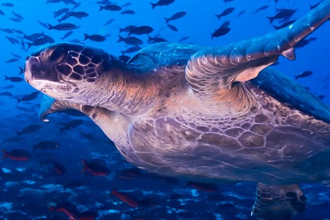 Full Day Tour Pinzon Island + La Fe/Las Palmas - Snorkeling & Fishing - Guides and crew: what you should look for on the water
