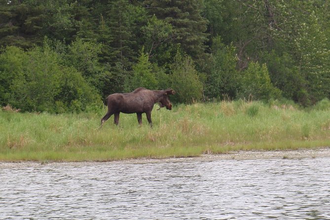 Full-Day Upper Kenai River Guided Fishing Trip - Price of $565: Is It Worth It on the Upper Kenai?
