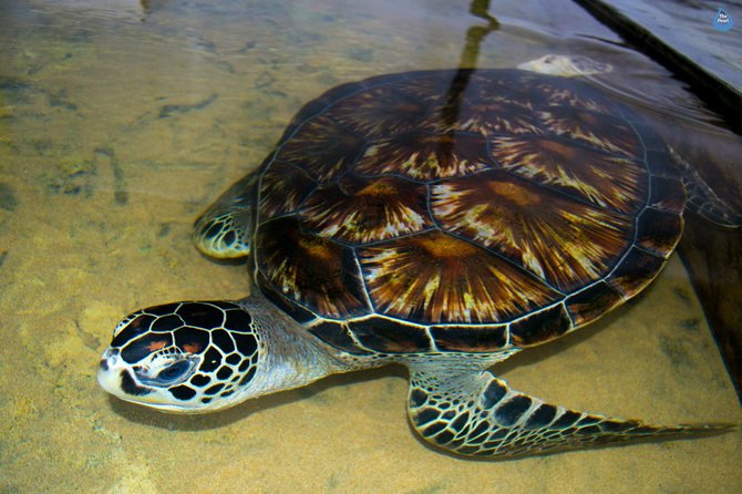 Galle Day Tour: Boat Safari, Dutch Fort, Stick Fishing & Turtles - Ariyapala Mask Museum: Sri Lankan culture in plain sight