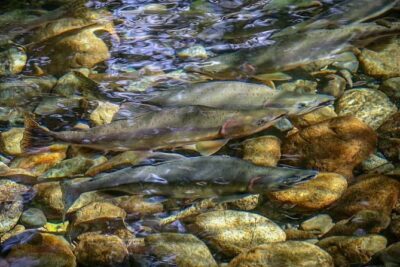 Guided Fishing Adventure in Whistler - Hotel Pickup and Departure Options Near Whistler Village