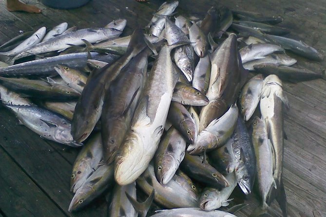Half-Day Deep-Sea Fishing at Riviera Beach - Wildlife Chances: What Natural Water Adds to Your Day