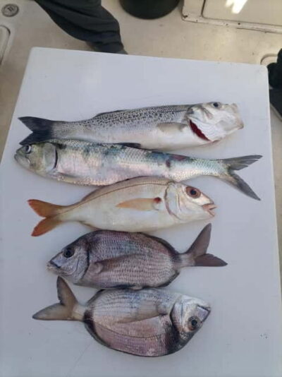 Half Day Fishing Trip - Meeting at Marina de Cascais (Gate H) and Getting Set Up