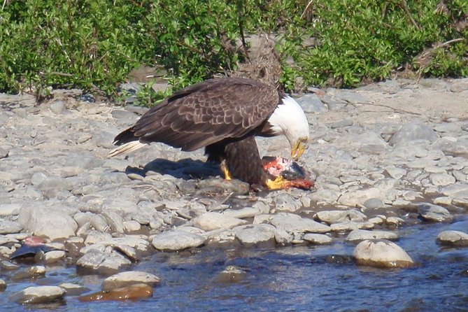 Half-Day Fishing Trip on the Kenai River - Who should book this Kenai half-day (and who might rethink it)