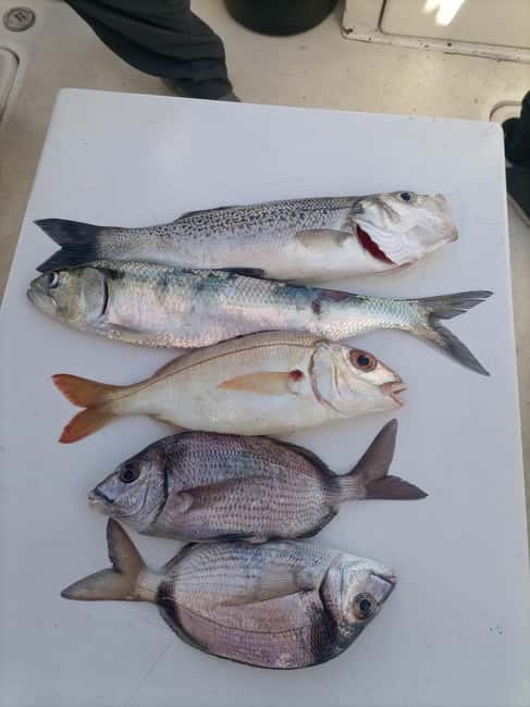 Half Day Fishing Trip - Meeting at Marina de Cascais (Gate H) and Getting Set Up