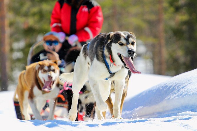 Half-Day Husky Safari and Salmon Ice Fishing Experience - Key highlights you’ll actually care about