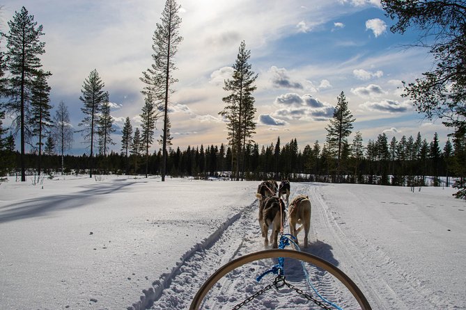 Half-Day Husky Safari and Salmon Ice Fishing Experience - Equipment, timing, and how to avoid common beginner mistakes