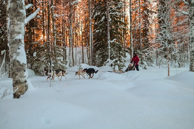 Half-Day Husky Safari and Salmon Ice Fishing Experience - What the ride feels like (and why the dog energy is the point)