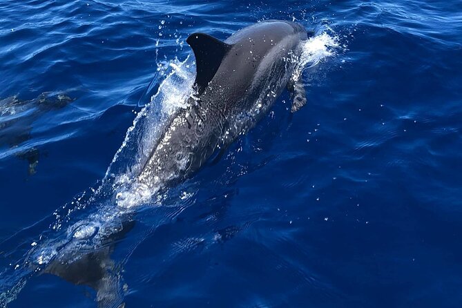 Half Day Private Cruise Tour with Snorkeling and Fishing in Kona - Captain Cook Monument and Makalawena: The Snorkel Stops the Captain Chooses