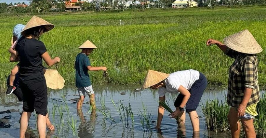 Hoi An:Cycling,Traditional Farming & Fishing Life Experience - Cycling Through Rice Paddies and Fish/Shrimp Farms
