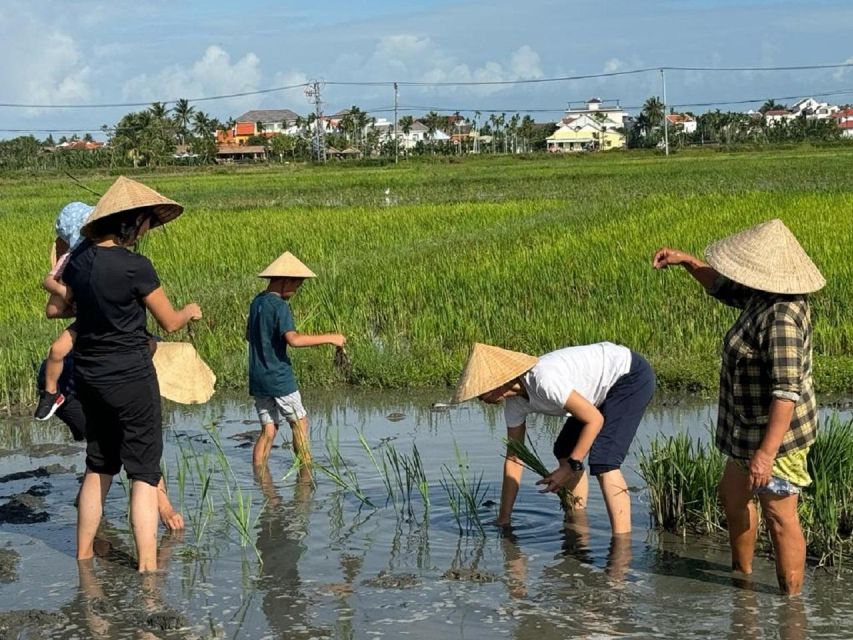 Hoi An:Cycling,Traditional Farming & Fishing Life Experience - Helping With Rice Planting and Meeting Farmers
