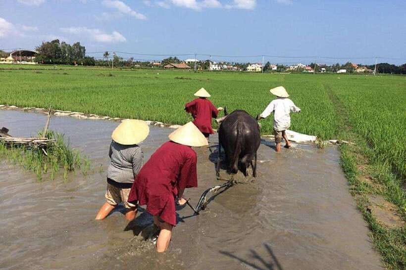 Hoi An Wet Rice Farming Tour-Basket Boat Tour Fishing-Lunch - Key Highlights That Make This Tour Worth Your Time