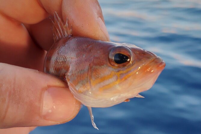 Hook Your Adventure Now with Chania Rod Fishing Experience - Fishing lesson basics: traditional techniques, not just casting once