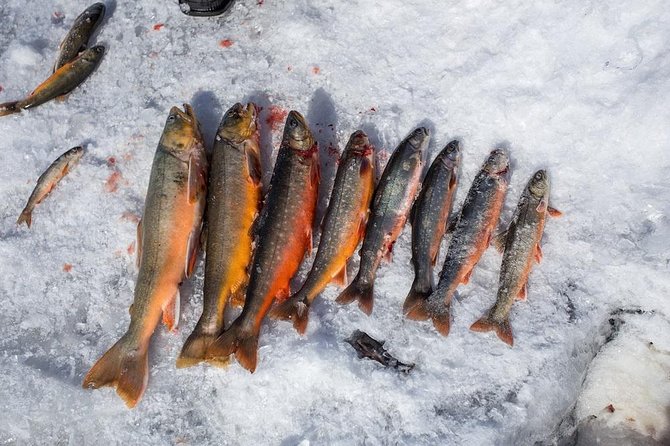 Ice Fishing and Husky - A One-Day Combo in Rovaniemi: Husky Farm and Ice Fishing