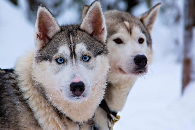 Ice Fishing and Husky - Husky Farm First: Greeting the Dogs, Riding Through Snow Country