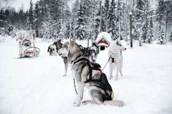 Ice Fishing and Husky - Group Size, Comfort, and What the Schedule Can Feel Like