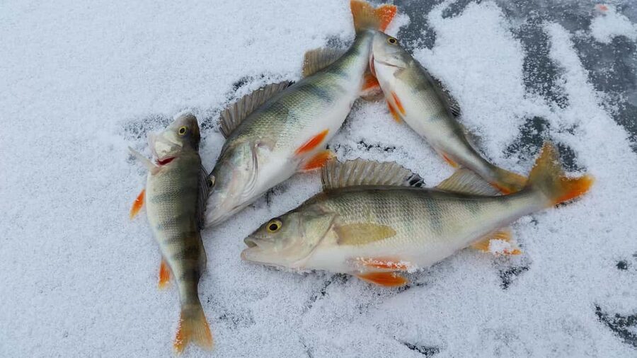 Ice-Fishing by Foot on Lake Ylläsjärvi - Drill Your Own Hole and Use a Pilkki: How It Actually Works