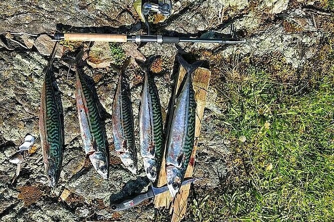 Inshore fishing in the Drangefjord - What you can catch: sea trout, mackerel, cod, and the rest