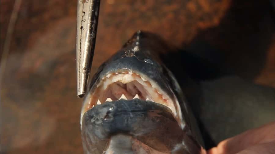 Iquitos: Piranha Fishing Experience in the Amazon jungle - Rod lessons for beginners (and why they matter)