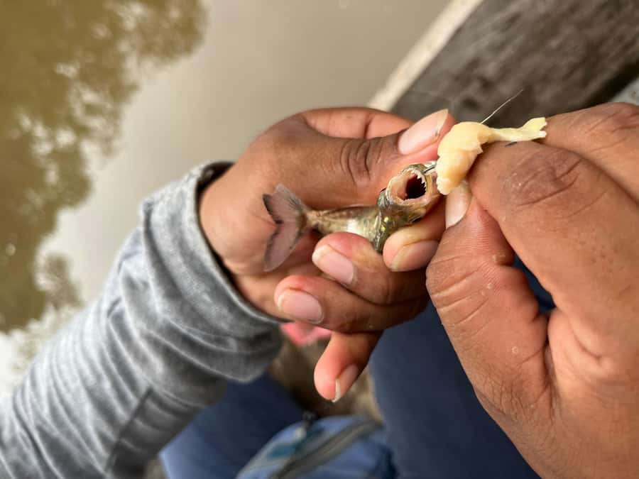 Iquitos: Piranha Fishing Experience in the Amazon jungle - Piranhas: sharp teeth, safe human experience