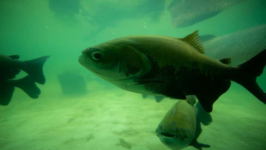 Iquitos: Piranha Fishing Experience in the Amazon jungle - Price and value: is $88 worth it?