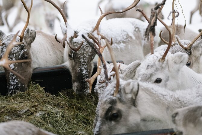 Ivalo: Reindeer herd and fishing experience - Key highlights you’ll care about