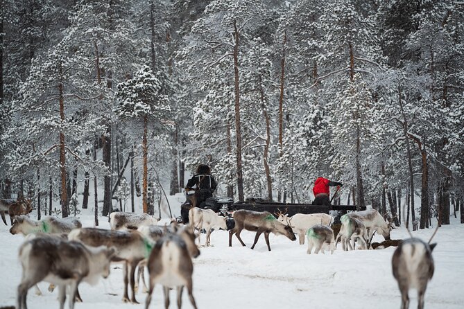 Ivalo: Reindeer herd and fishing experience - The Ivalo reindeer-and-fishing combo: why it works