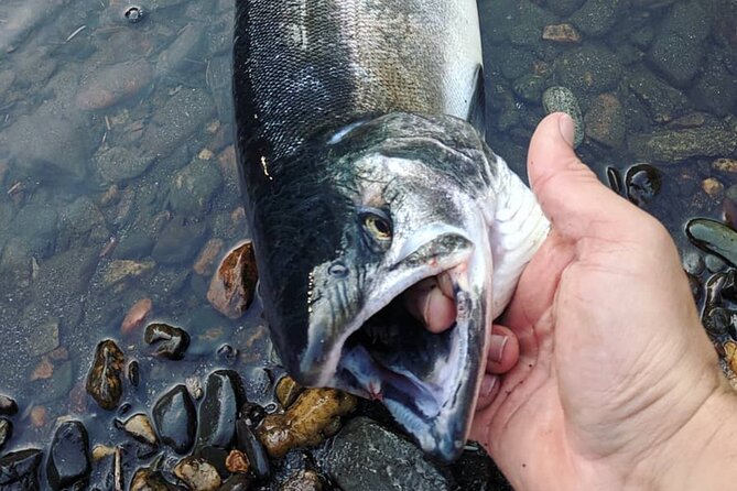Juneau Shore Fishing Shuttle and Gear - Key highlights to know before you go