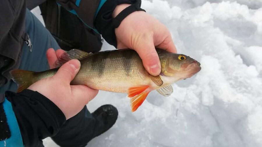 Kemi-Tornio: Ice Fishing Safari with Snowmobiles - Key things to know before you go