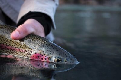 Kenai River Fishing Charter - Kenai and Kasilof River fishing: salmon and trout you target based on the season