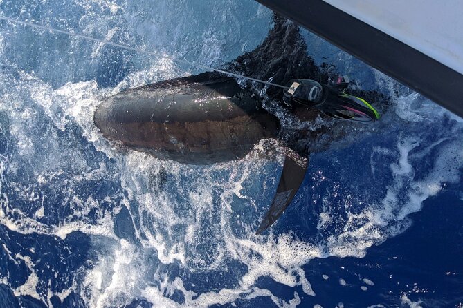 Kona - 6 Hour Private Fishing Charter Kona, Hawaii - Wildlife Off Kona: Humpbacks in Winter and Other Visitors
